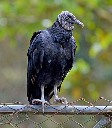 Black vulture