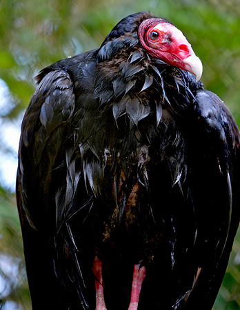 Turkey vulture