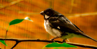 Lesson's seedeater