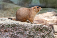 Black tailed prairie dog