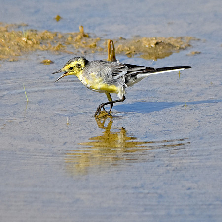 Citrine wagtail