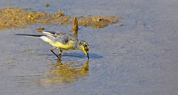 Citrine wagtail