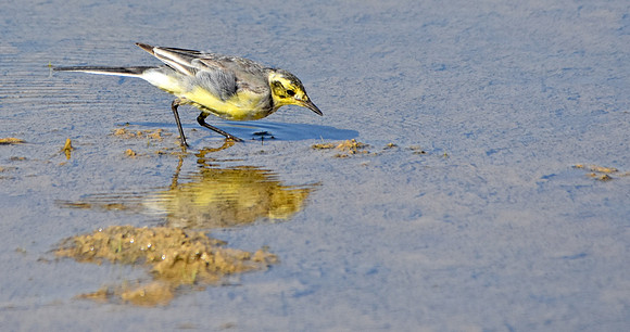Citrine wagtail
