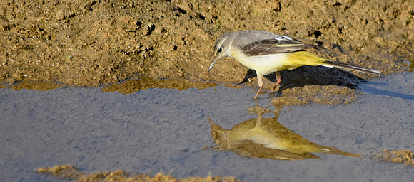 Citrine wagtail
