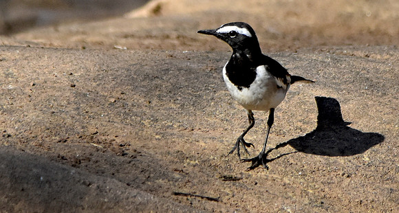 White browed wagtail
