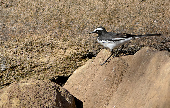 White browed wagtail