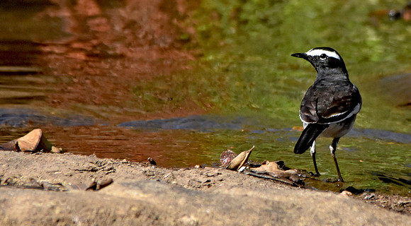White browed wagtail