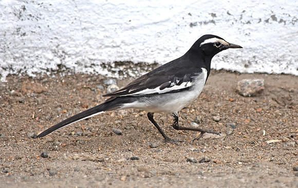 White browed wagtail