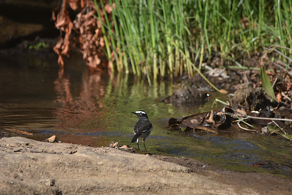 White browed wagtail