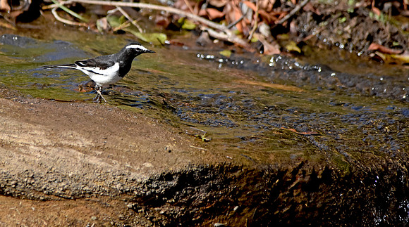 White browed wagtail