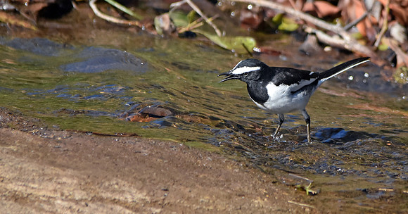 White browed wagtail