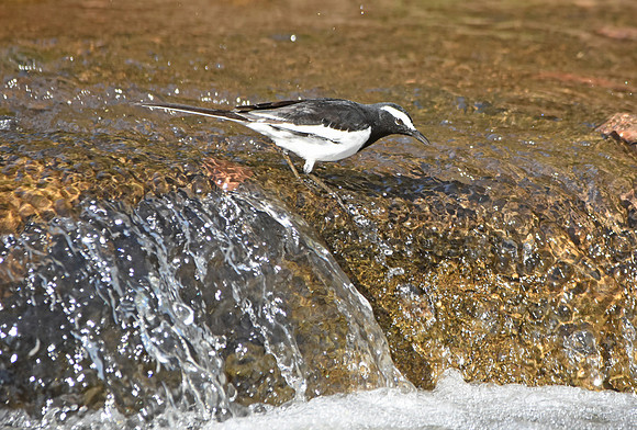 White browed wagtail