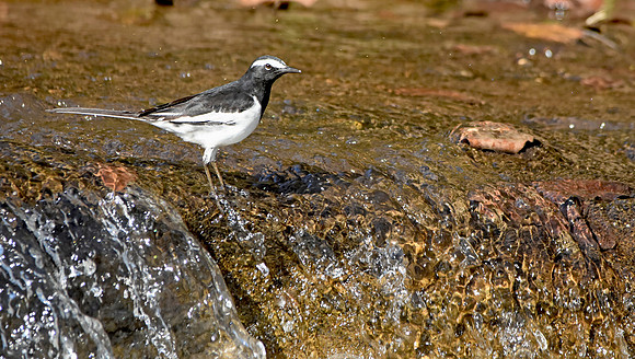 White browed wagtail