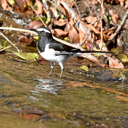 White browed wagtail
