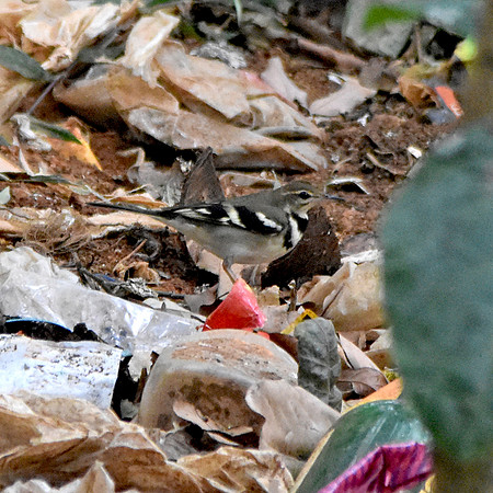 Forest wagtail