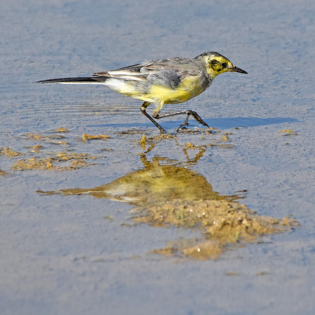 Citrine wagtail