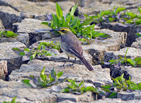 Eastern yellow wagtail