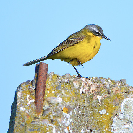 Yellow wagtail