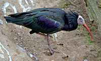 Waldrapp ibis