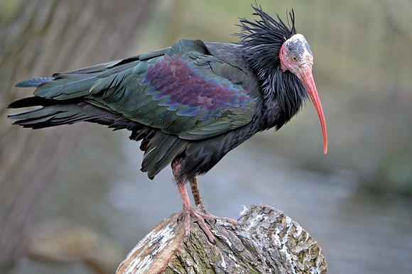 Waldrapp ibis