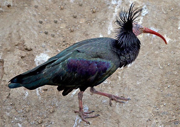 Waldrapp ibis