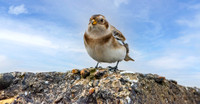 Snow bunting