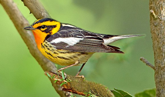 Blackburnian warbler