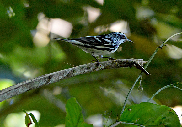 Black and white warbler