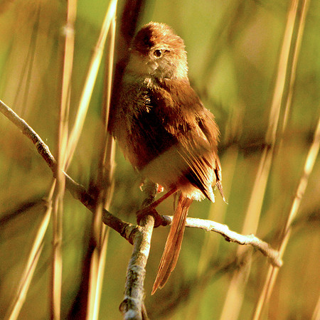 Cetti's warbler