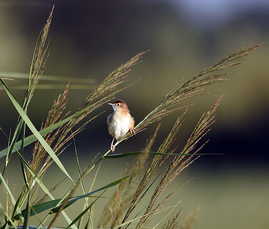 Fan tailed warbler
