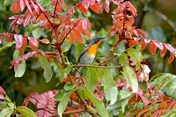 Flame throated warbler