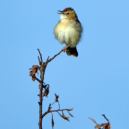 Grasshopper warbler