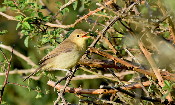 Icterine warbler