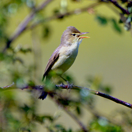 Melodious warbler