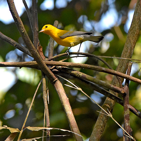 Prothonotary warbler
