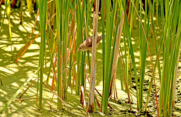 Reed warbler