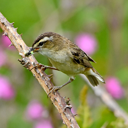 Sedge warbler