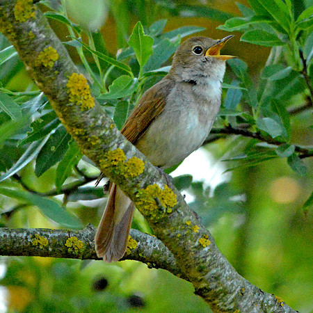 Spectacled warbler