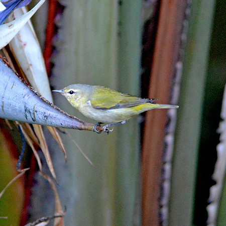 Tennessee warbler