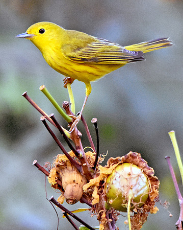 Yellow warbler