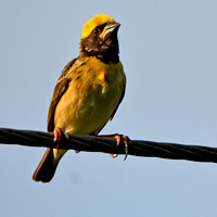 Baya weaver