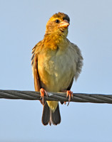 Baya weaver