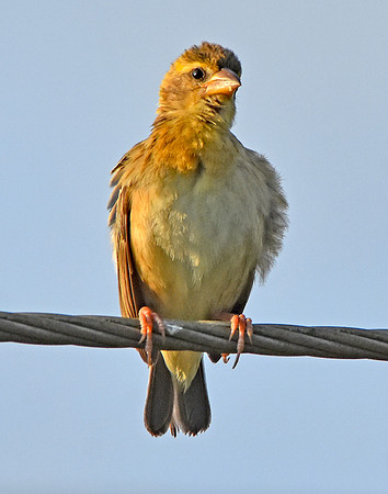 Baya weaver
