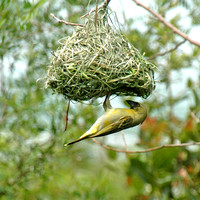 Cape weaver