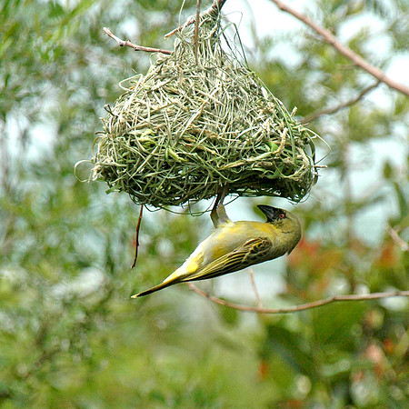 Cape weaver