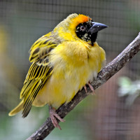 Lesser masked weaver