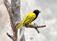Village weaver