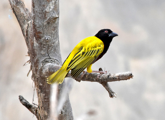 Village weaver