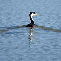 Western grebe