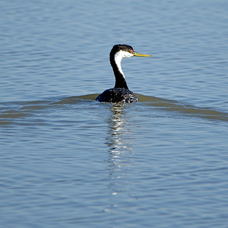 Western grebe